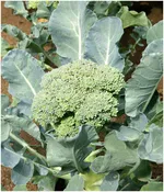 DENALI Broccoli Waltham