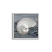boardwalk shell 01