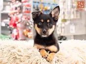 Australian Klee Kai
