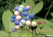 Blue Cohosh Herbal Tincture