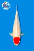 21” Takigawa Tancho Kohaku Female