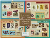 Common Insect Pests Poster