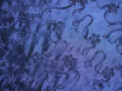 Azalea Navy