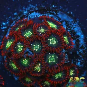 Alpha Omegas Zoas