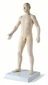 3B Acupuncture Model Male