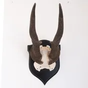 Mounted Antlers — Brady Gray