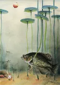 "Crappie Fishin"