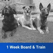 1 Week Board & Train​