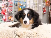 Australian Shepherd