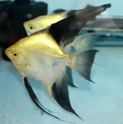 BREEDING GROUP OF BULGARIAN GREEN ANGELFISH (SEAL POINTS &amp;amp; LILAC POINTS)