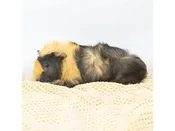 Assorted Baby Guinea Pigs – 18651