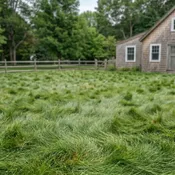 CoastalLawn | West Coast Native Lawn Seed