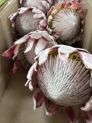Custom Floral Sourcing Deposit — Esotarium Florals & Decor