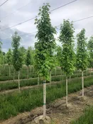 Acer rubrum ‘JFS-KW78’ PP25301 – Armstrong Gold® Maple