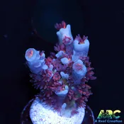 ARC Blue Birds Acro