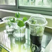 6.5" Seedling Plant Cup with Propagation Dome | 10 Pack