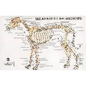 PetMassage Chart #3: Skeleton of the Dog