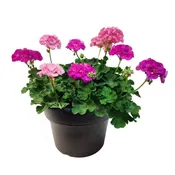 12″ Geranium Combo