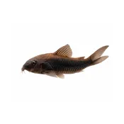 Black Venezuela Cory Catfish for Sale (Corydoras schultzei)
