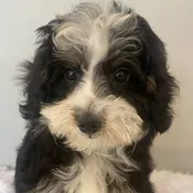 Bernadoodle Puppy for Sale