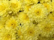 Yellow Mum