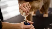 Nail trim — Country Critters Uptown