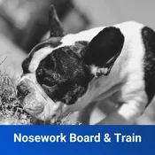 Nosework Board & Train – Hidden