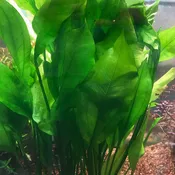 Amazon Sword (Echinodorus Bleheri) Mother Plant