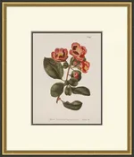 Curtis Botanical 4