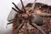 Catumiri argentinese- Copper Dwarf Tarantula (.25-.5″)
