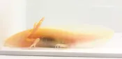 Albino-Golden Mix Axolotl