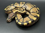 Fire ball pythons — Pets-A-Plenty