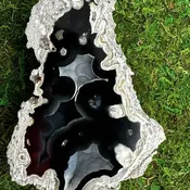 Agatized Fossilized Coral (#1319)