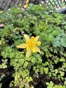 Aquilegia Chrysantha Yellow 1 Gal