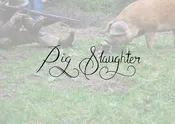 Pig Slaughter