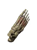 3D Model Foot Small Muscles Wall Decal