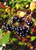 Black Chokeberry (Aronia melanocarpa)