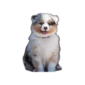 AUSSIE DOG
