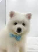 American Eskimo (M) 14718
