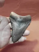 43/4″ Megalodon Tooth / Shark Tooth / Fossil