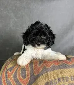 Daphne- Maltipoo Female — Quality Puppies USA