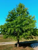 Bald Cypress