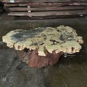 Buckeye burl coffee table