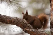 Abert’s Squirrel Tekiela IE6S7794