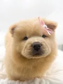 Chow Chow (F) 14714