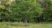 Blue Beech