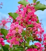 Crape Myrtle, Tuscarora
