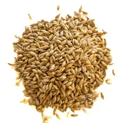 Raw Barley