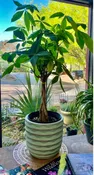 10" MONEY TREE