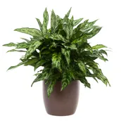 08in Aglaonema Romeo